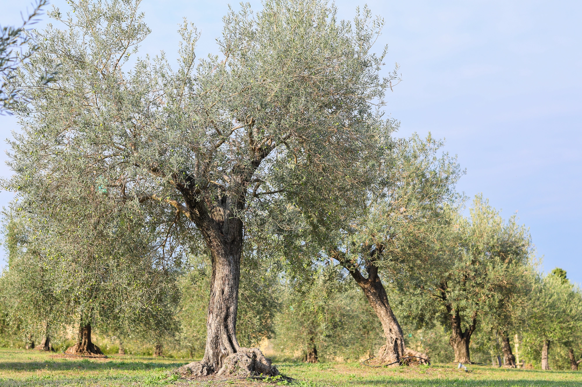 Il Progetto Olivicolo: il Frantoio e i Nostri Oli Extravergine di Oliva